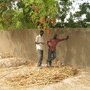 Compost